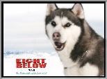 Eight Below, acuch, pies