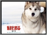 Eight Below