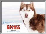 pies, Eight Below