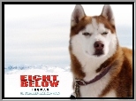 Eight Below, zaprzęg, pies