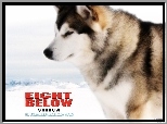 Eight Below, pies, zaprzęgowy, zima