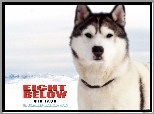 pies, gry, Eight Below