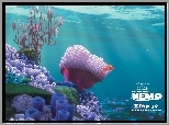 Film animowany, Gdzie jest Nemo, Finding Nemo, Rafa