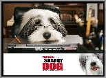 The Shaggy Dog, pies, okulary, komputer, biuro