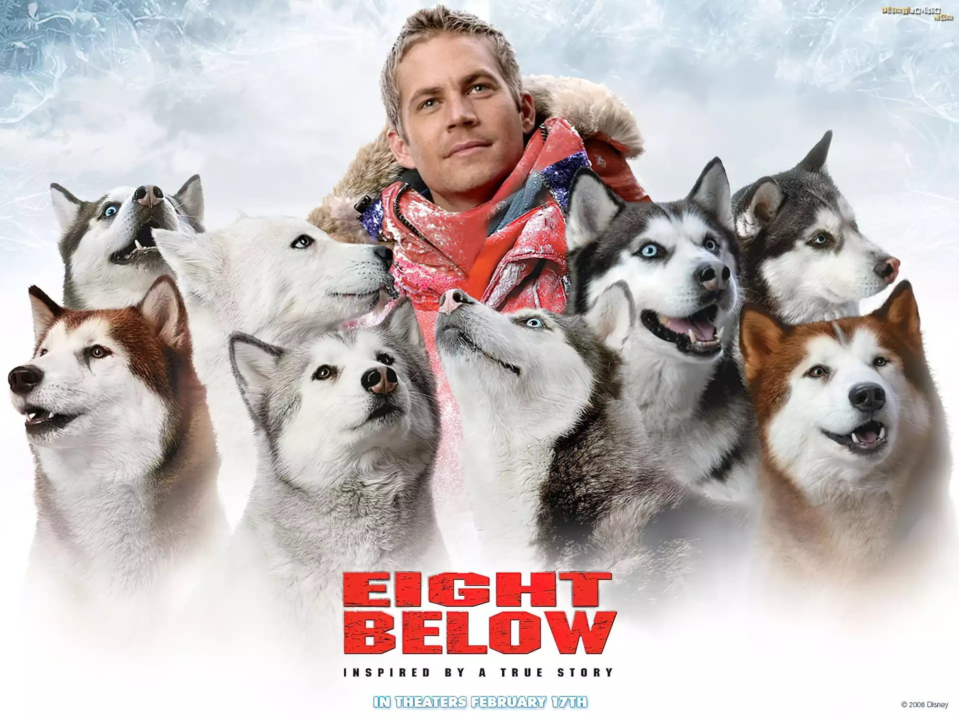 Eight Below, Paul Walker, psy