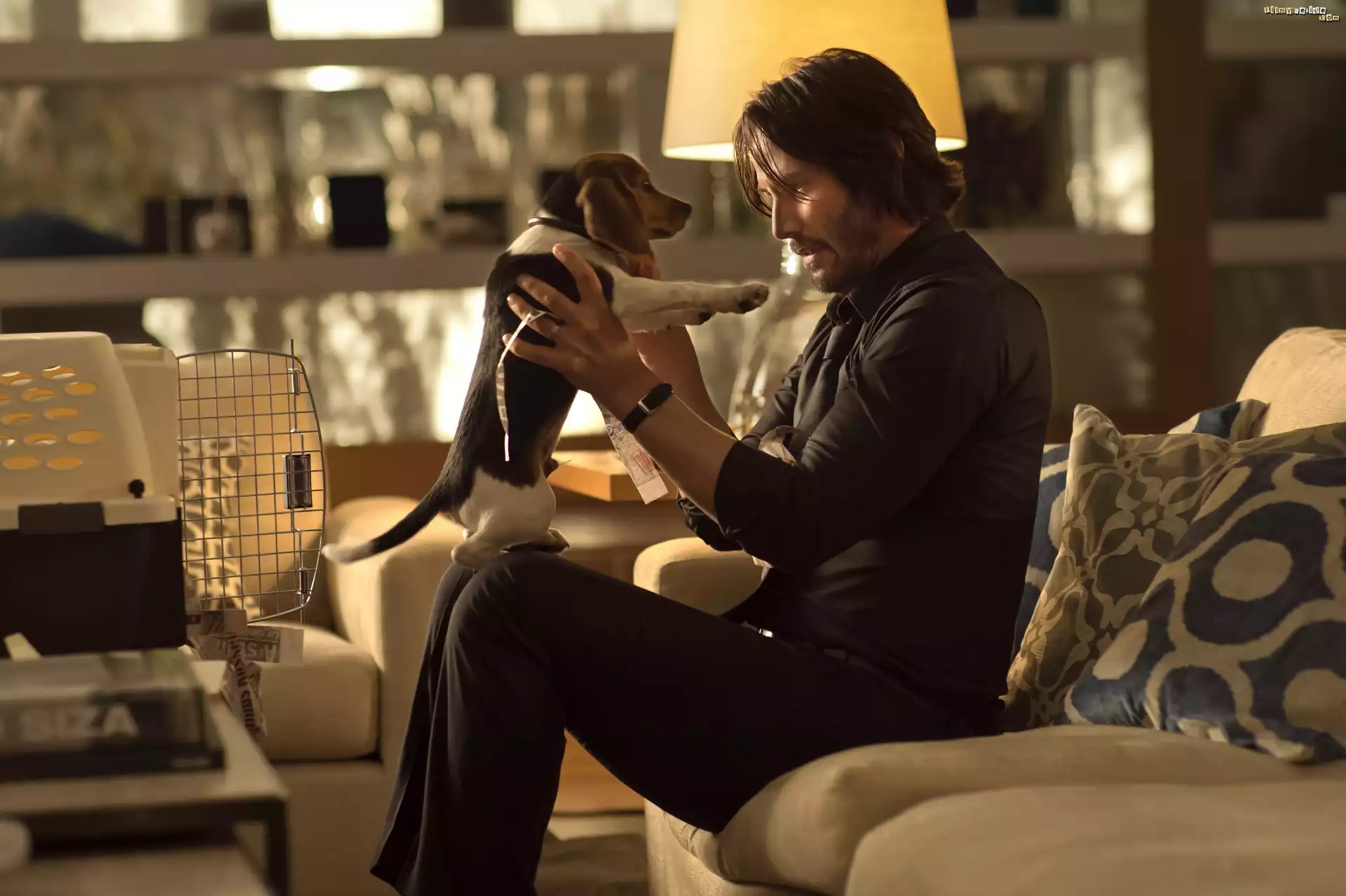 Film, John Wick, Aktor, Keanu Reeves, Pies, Szczeniak