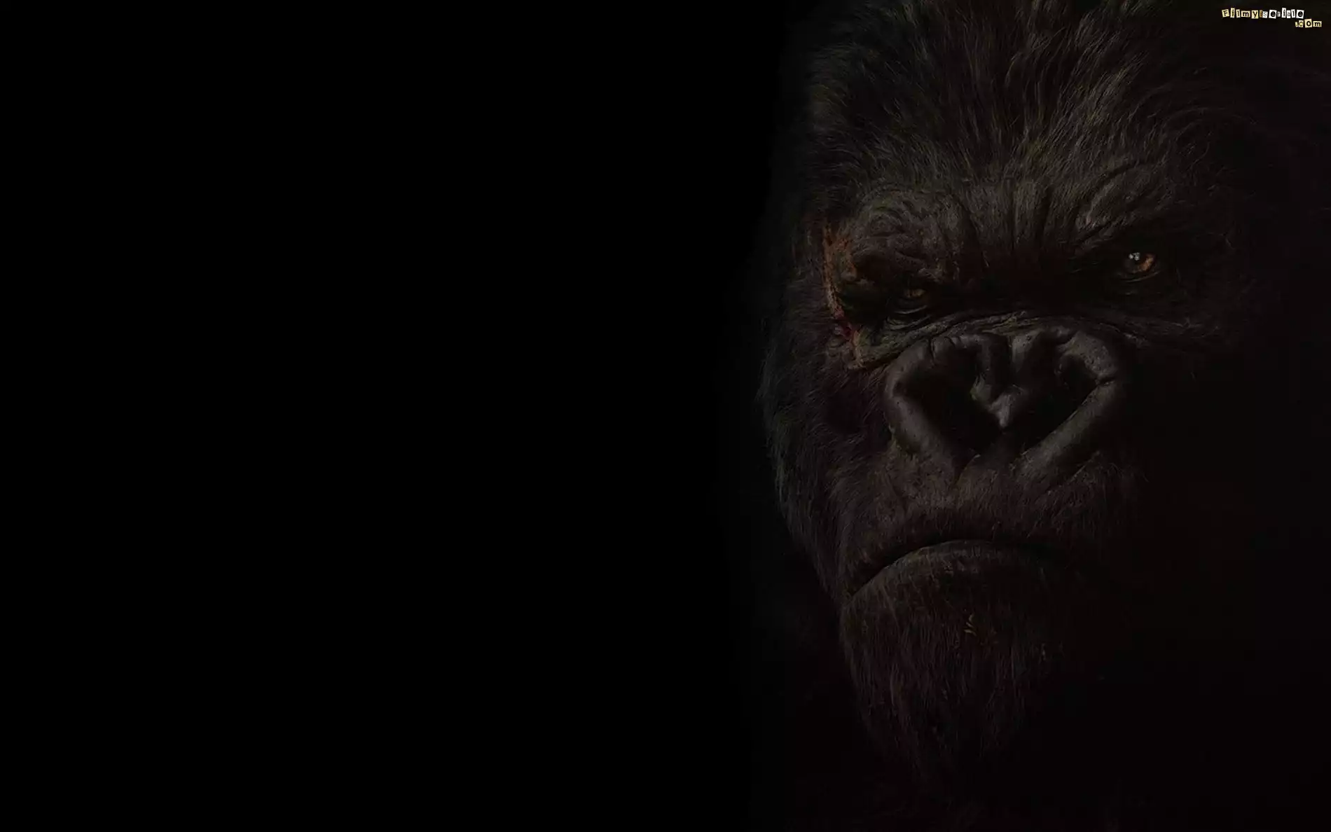 King-Kong