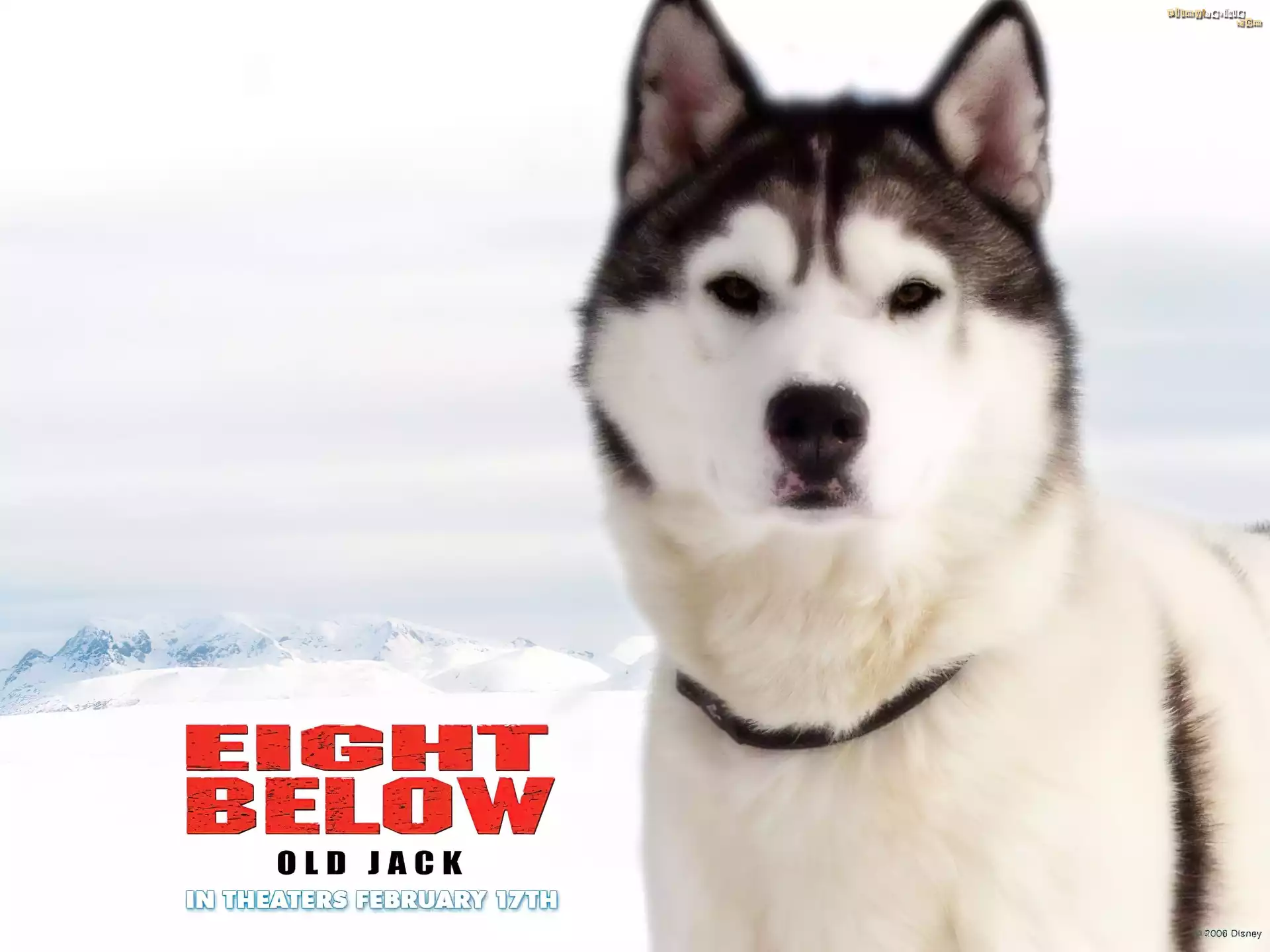 pies, góry, Eight Below