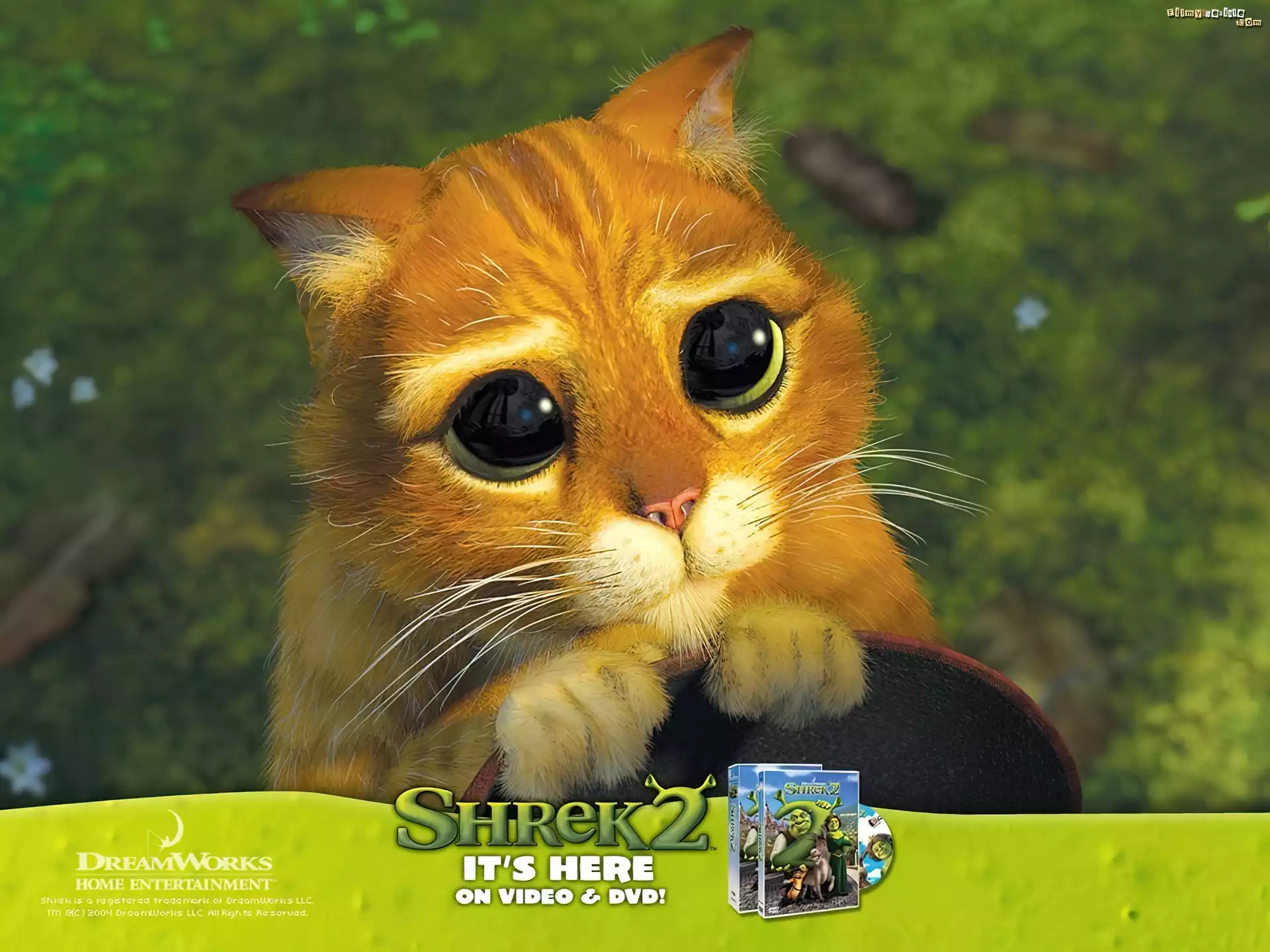 Shrek 2, oczy, kota