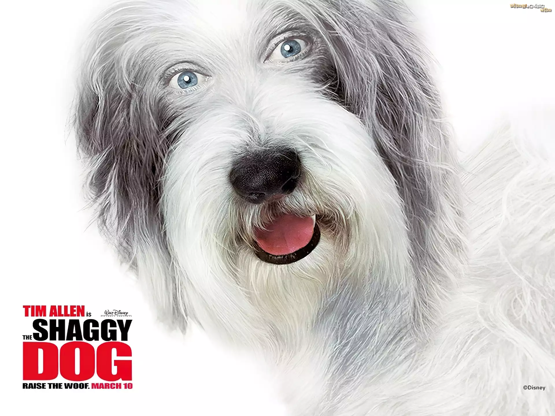 The Shaggy Dog, pies, pysk, napis