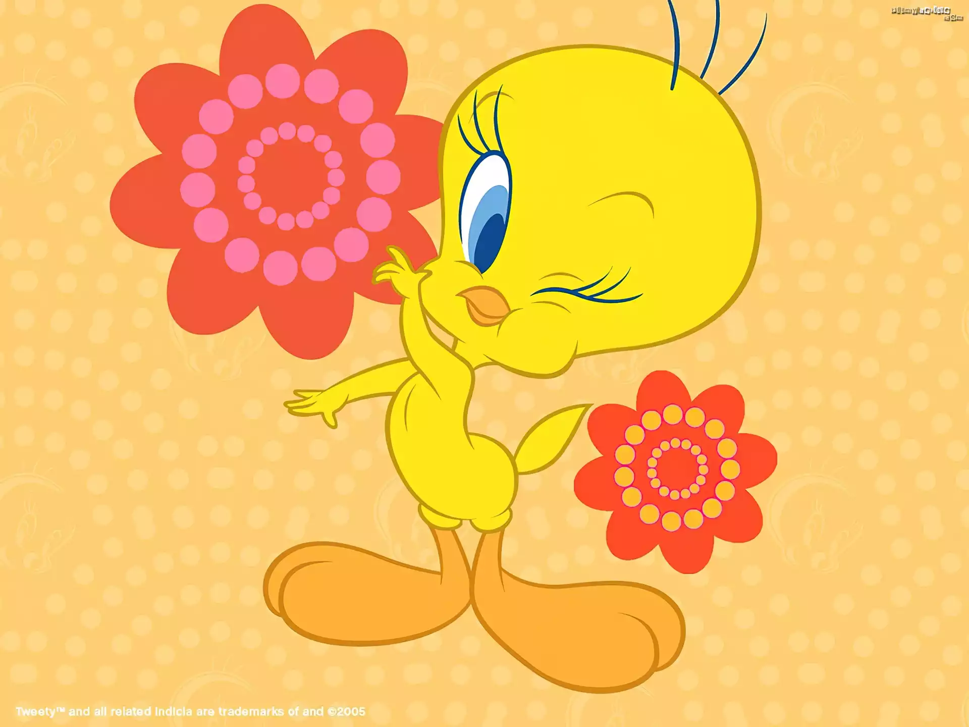 Tweety, Oczko